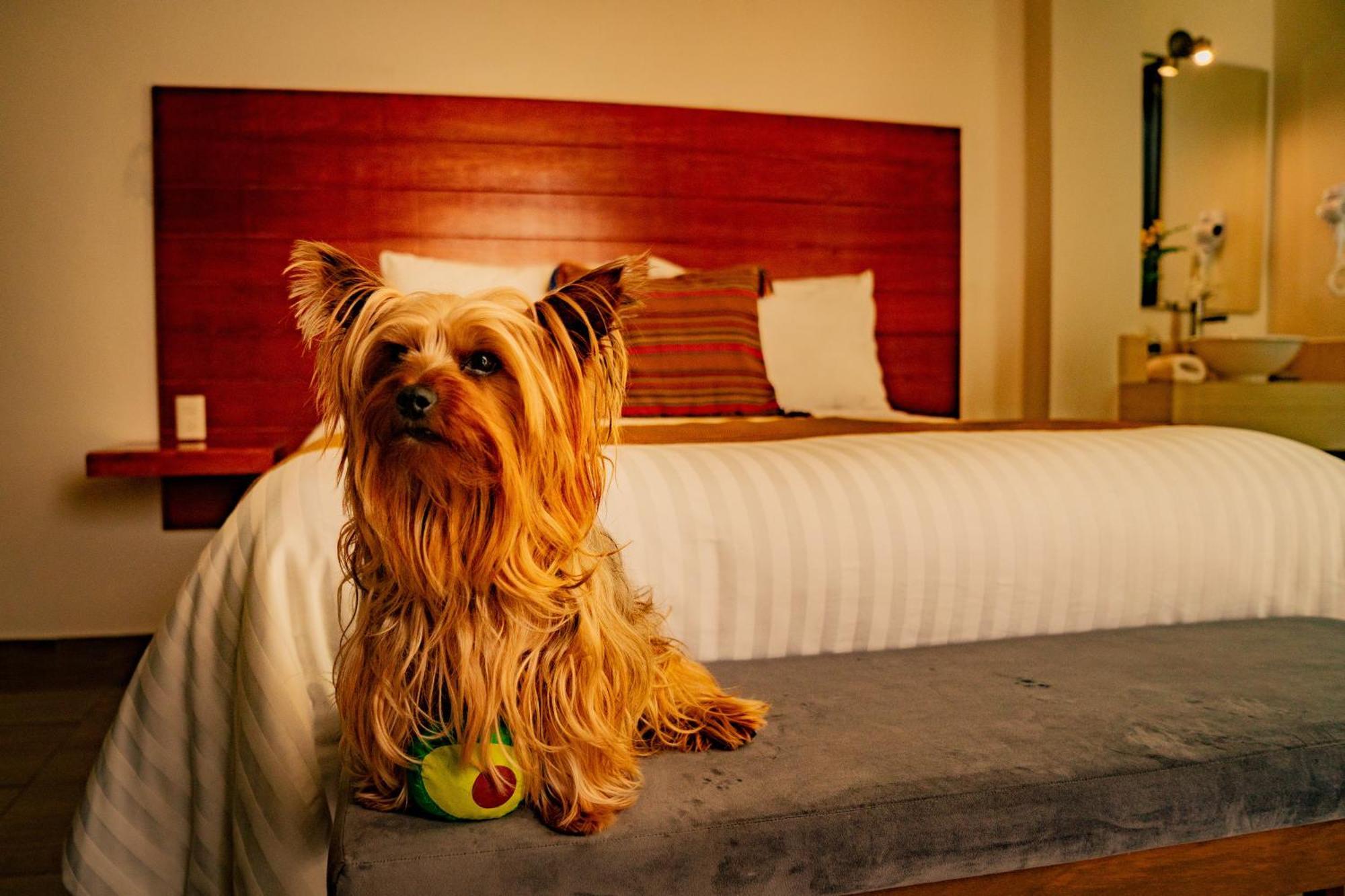 Na Hotel San Cristóbal de Las Casas Zewnętrze zdjęcie